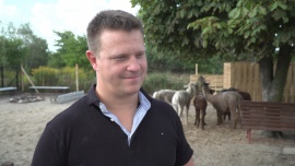 Hodowla alpak coraz bardziej opłacalnym biznesem. Nie tylko ze względu na cenną wełnę Wszystkie newsy
