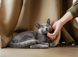 68 proc. Polaków ma wrażenie, że ich kot ich ignoruje. To efekt błędnej interpretacji kociej mowy ciała [DEPESZA] Strona główna