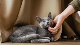 68 proc. Polaków ma wrażenie, że ich kot ich ignoruje. To efekt błędnej interpretacji kociej mowy ciała [DEPESZA]