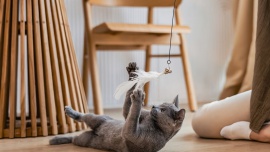 Polacy częściej niż inni opiekunowie wątpią w uczucia swoich kotów. Eksperci: to błędny odczyt sygnałów [DEPESZA]