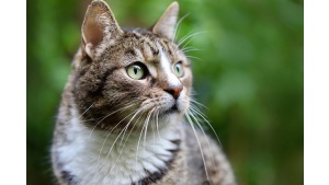 Etykieta pod lupą - jak rozszyfrować skład mokrej karmy dla kota?