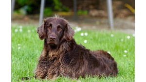 Czy można łączyć karmę suchą i mokrą dla psa? Fakty i mity