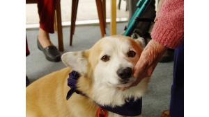 Czworonożni przyjaciele: jak psy wspierają zdrowie i dobrostan seniorów Biuro prasowe