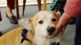 Czworonożni przyjaciele: jak psy wspierają zdrowie i dobrostan seniorów