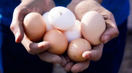 Nestlé we wszystkich produktach spożywczych w Polsce stosuje jaja z chowu bezkla