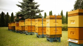 8 sierpnia – Wielki Dzień Pszczół. Dlaczego zapylacze są cenne dla środowiska?