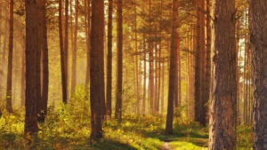 Dzień Dzikiej Flory, Fauny i Naturalnych Siedlisk. Ich ochrona to obowiązek nas Biuro prasowe