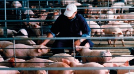 Kampania EFSA dotycząca afrykańskiego pomoru świń przedłużona o trzeci rok Biuro prasowe