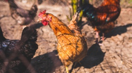 Proteon Pharmaceuticals – partnerstwo handlowe z DuPont Animal Nutrition Biuro prasowe