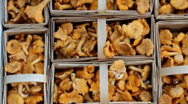 Sezon grzybowy także w logistyce - Fracht FWO dostarcza świeże kurki do USA