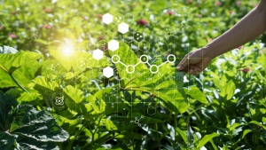 Nanotechnologia w produkcji żywności