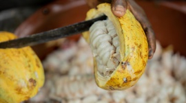 Nestlé: premie dla plantatorów kakao