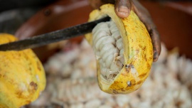 Nestlé: premie dla plantatorów kakao