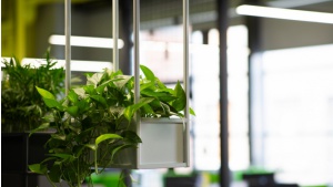 Zielone biuro sposobem na wellbeing pracowników