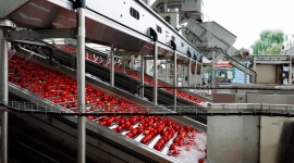 Przetworzą nawet 60 tys. ton pomidorów! Innowacyjne inwestycje w Agros Nova