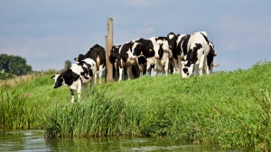 Podlasie stolicą produktów mlecznych Biuro prasowe
