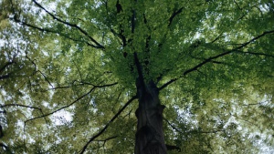 Chrońmy lasy, aby zachować różnorodność biologiczną i powstrzymać zmianę klimatu