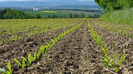 Zakończenie siewu buraków w Nordzukcer Polska i projekt Soil Values Biuro prasowe