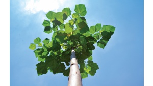 Drewno Oxytree przyszłością polskiego meblarstwa Biuro prasowe