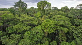 Grupa Kingfisher zostaje członkiem-założycielem inicjatywy „Forest Allies