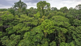 Grupa Kingfisher zostaje członkiem-założycielem inicjatywy „Forest Allies