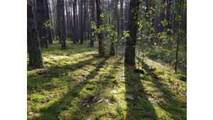 ZAUFAJ SILE LASU! RUSZA GLOBALNA KAMPANIA „TYDZIEŃ LASÓW FSC®” Biuro prasowe