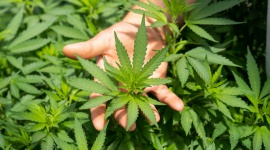 Komisja Europejska przyjęła limity THC w żywności i oleju z nasion konopi Biuro prasowe